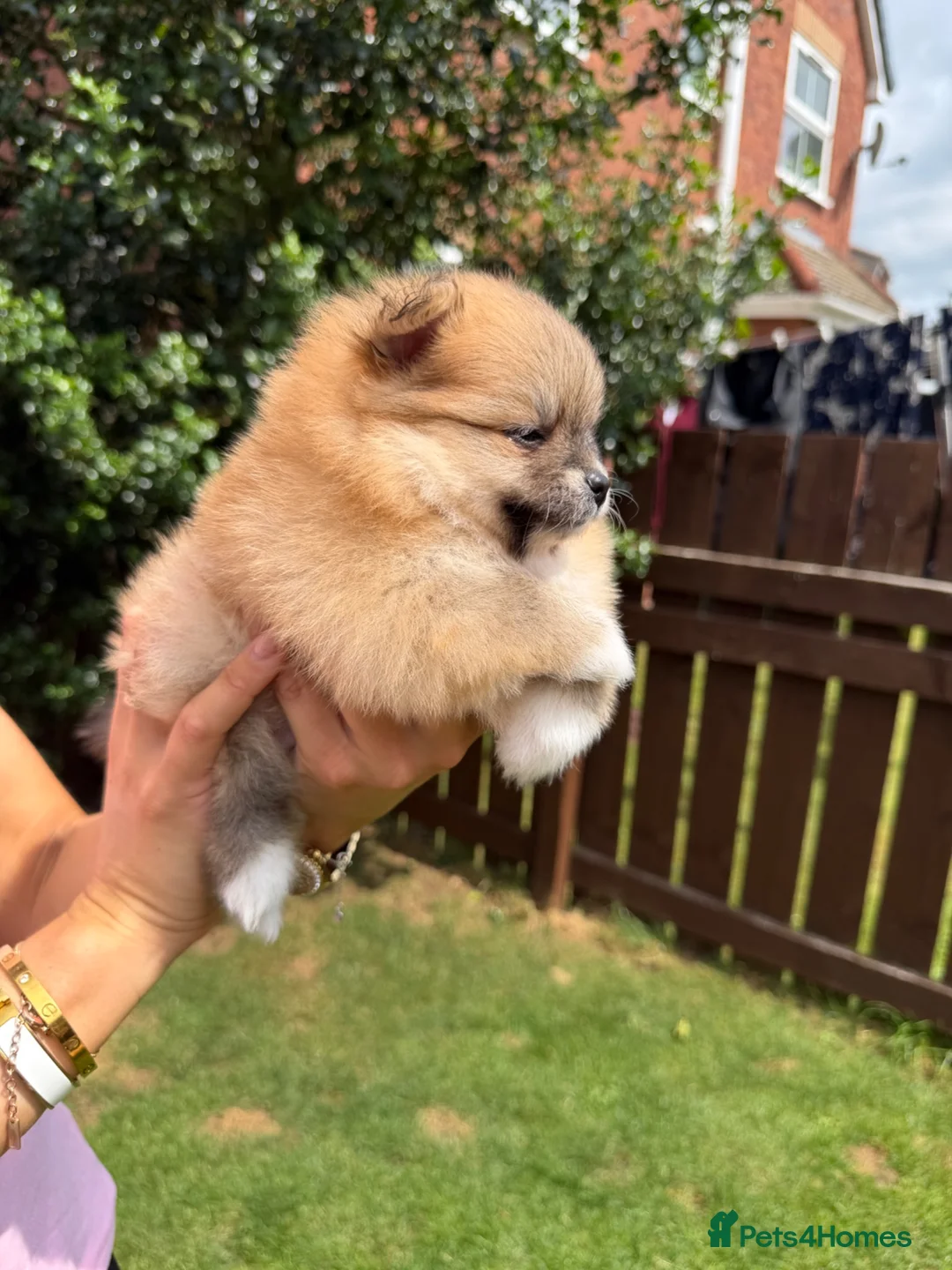 Pomeranian dogs for sale: 🧡 KC ORANGE SABLE POMERANIAN GIRL 🧡 in Thirsk - Advert 1