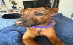 Patterdale Terrier dogs for sale: Meet Piper - Image 1