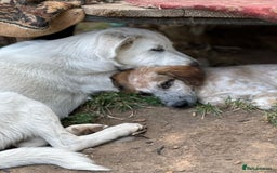 Mixed Breed dogs for adoption: IVY - a beautiful young girl, for a Loving Home - Image 10