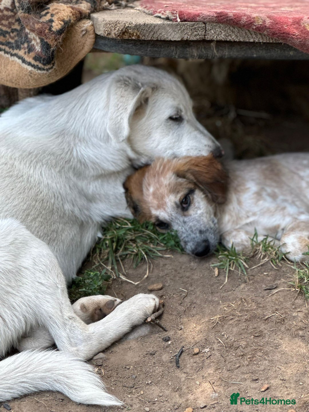 Mixed Breed dogs for adoption: IVY - a beautiful young girl, for a Loving Home - Image 10