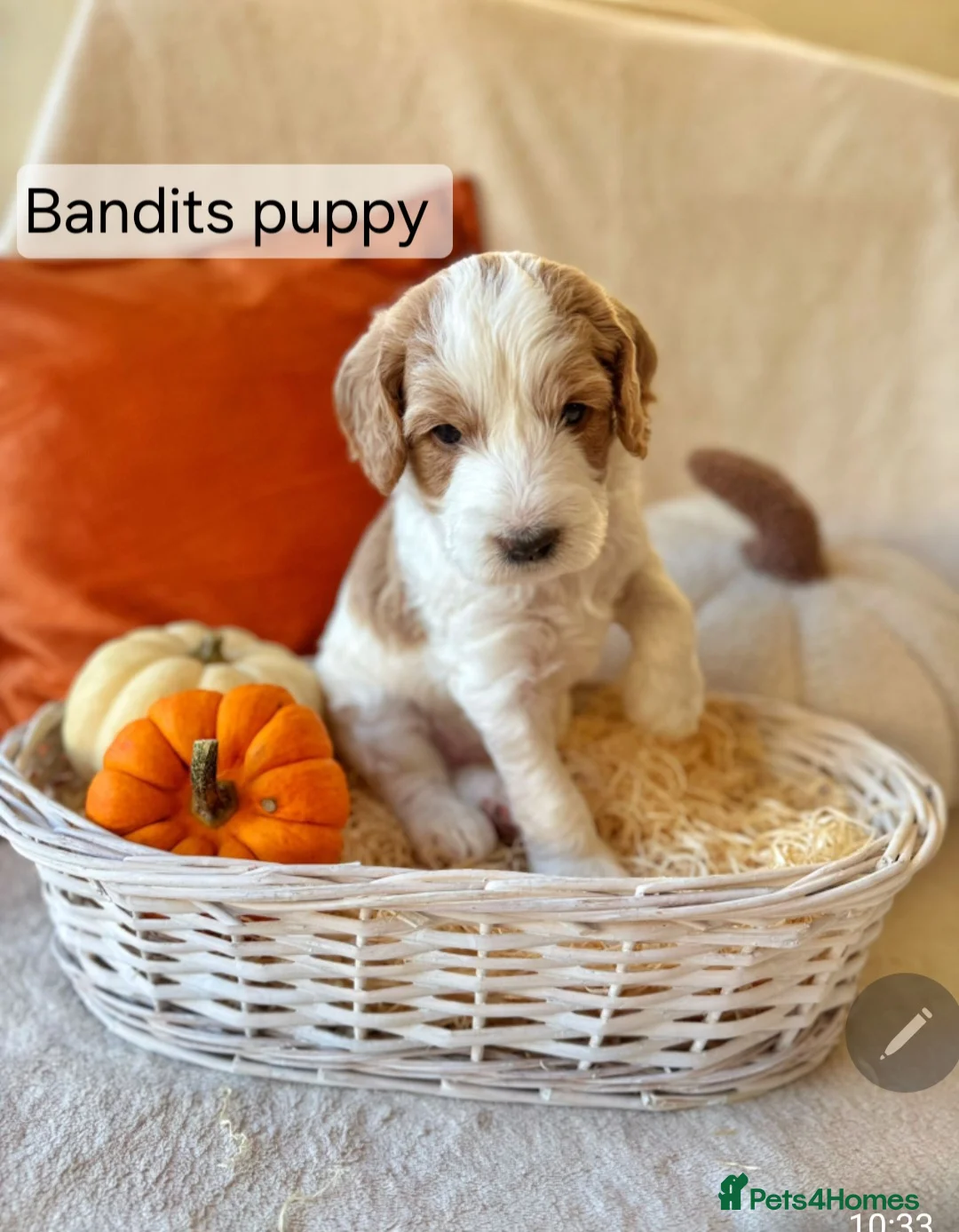 Labradoodle dogs for stud: Mr Lover Lover -"Bandit" Stunning Mini Doodle STUD in Bury Saint Edmunds - Advert 14