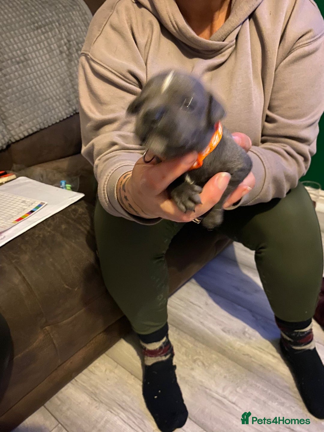 Staffordshire Bull Terrier dogs for sale: Blue pups  - Advert 13