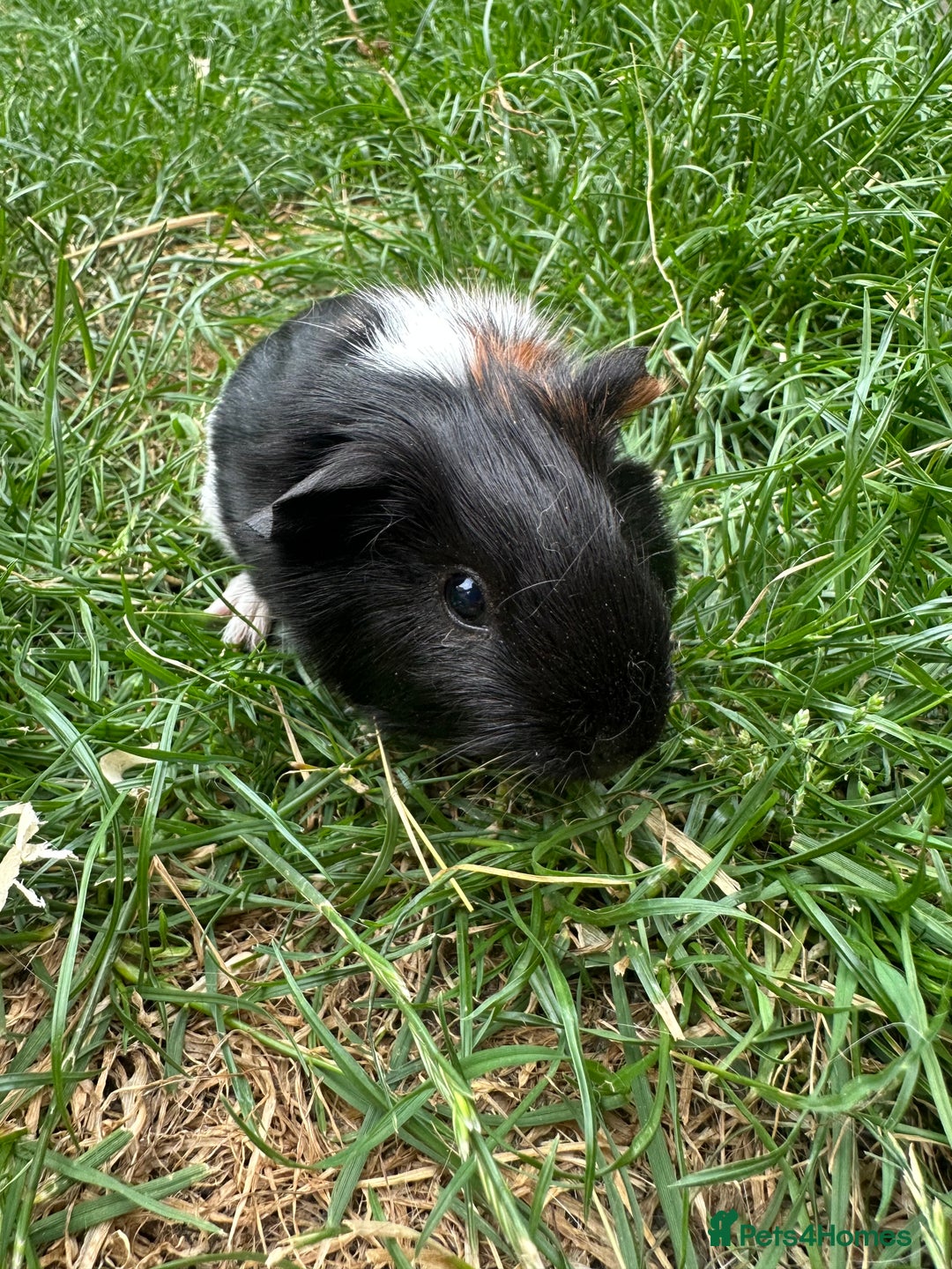 Guinea Pig rodents for sale: Male Guinea Pigs For Sale  - Image 16