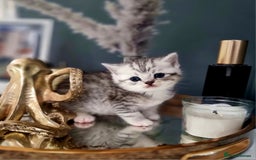 British Shorthair cats for sale: Blue eyed Silver tabby shaded BSH x Russian blue  - Image 18