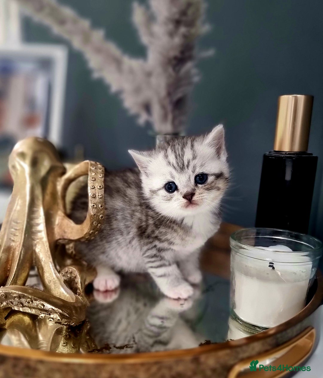 British Shorthair cats for sale: Blue eyed Silver tabby shaded BSH x Russian blue  - Image 18
