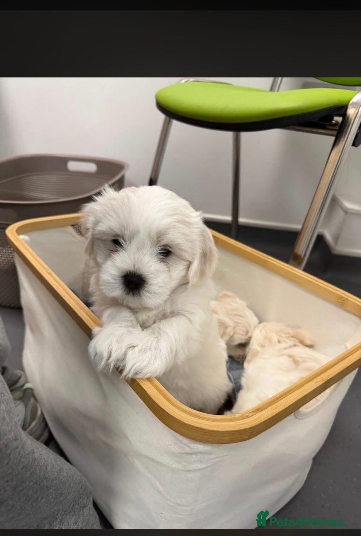 Maltese dogs for sale: READY HOME 30.05  - Advert 5