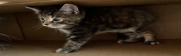 Maine Coon cats for sale: Half Maine coon (Last lady) - Advert 24