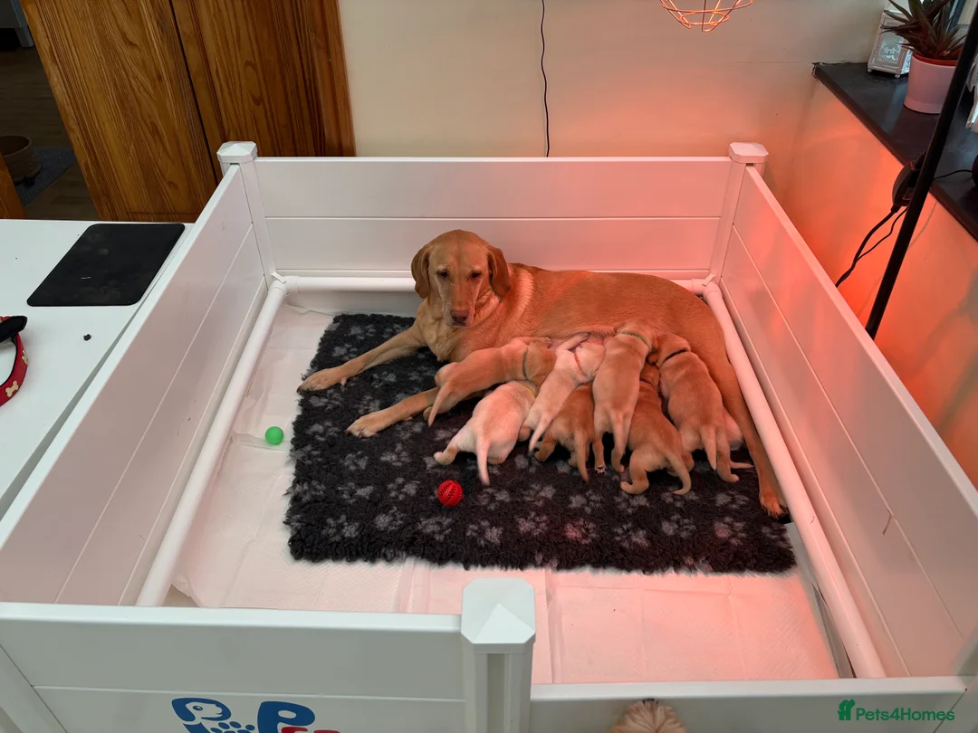 Labrador Retriever dogs for sale: Beautiful Labrador Puppies for Sale - Advert 1