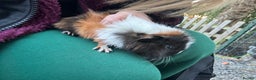 Guinea Pig rodents for sale: 2 beautiful male guinea pig babys - Advert 6