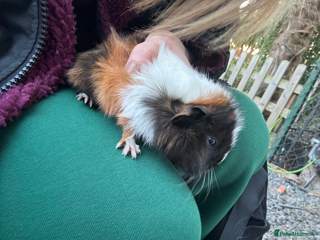 Guinea Pig rodents for sale: 2 beautiful male guinea pig babys - Advert 6