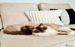 Mixed Breed cats for sale: Ragdoll X Maine Coon Kittens - Image 10