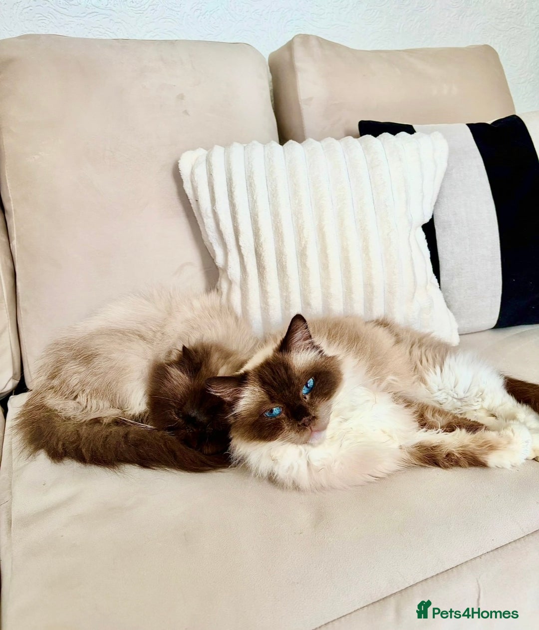Mixed Breed cats for sale: Ragdoll X Maine Coon Kittens - Image 10