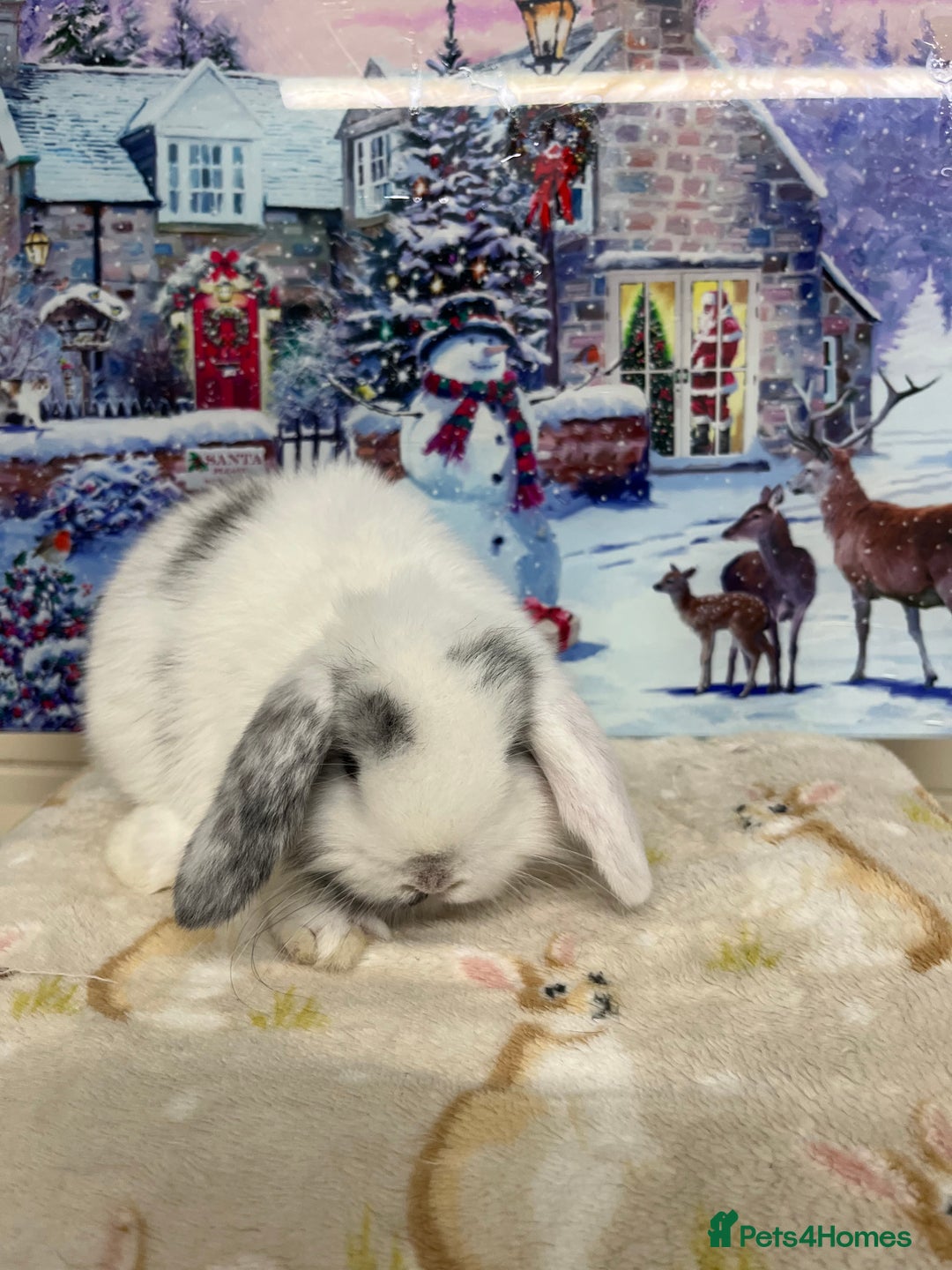 Mini Lop rabbits for sale: Stunning litter of mini lops ready soon  - Advert 5