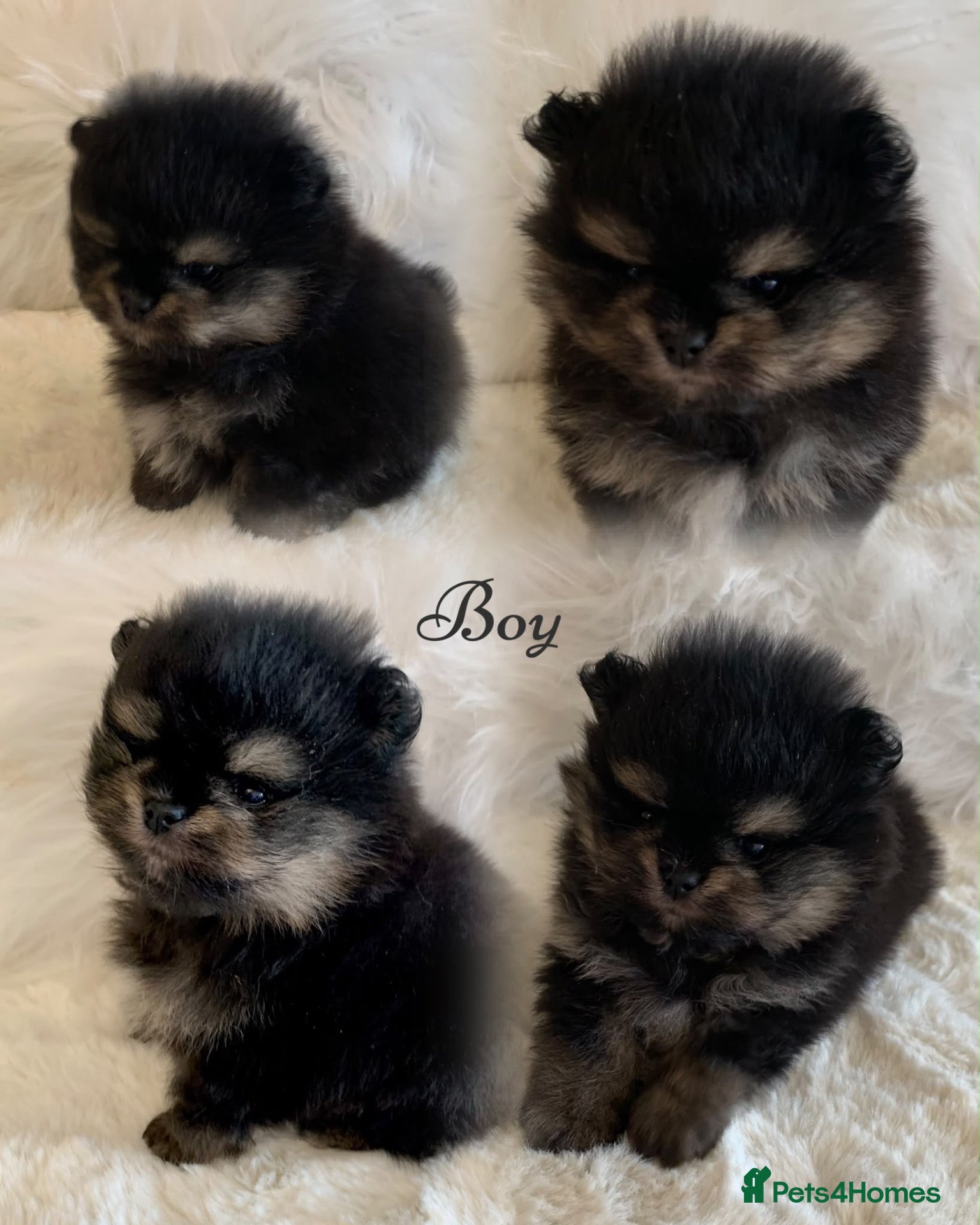Pomeranian dogs Outstanding KC Tiny baby Poms puppies  - Advert 3