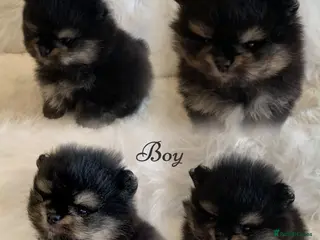 Pomeranian dogs Outstanding KC Tiny baby Poms puppies - Advert 3