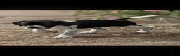 Pointer dogs for sale: Gorgeous KC reg Pointer Puppies in Maidstone - Advert 8