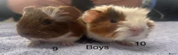 Guinea Pig rodents for sale: Lovely baby guinea pigs for sale  - Advert 3