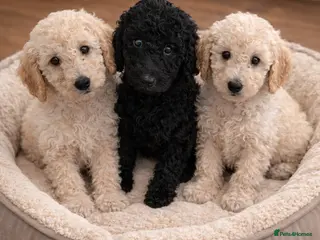 Sheepadoodle dogs Sheepadoodle - Advert 4