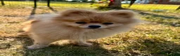 Pomeranian dogs for adoption: 🐾 Ulya – Female Pom Looking for a Forever Home 🐾 - Advert 4