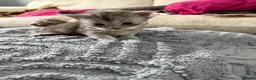 Maine Coon cats for sale: Beautiful pedigree Mainecoon kittens - Advert 10