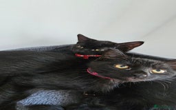 Mixed Breed cats for sale: 2 black famele kittens  - Image 1