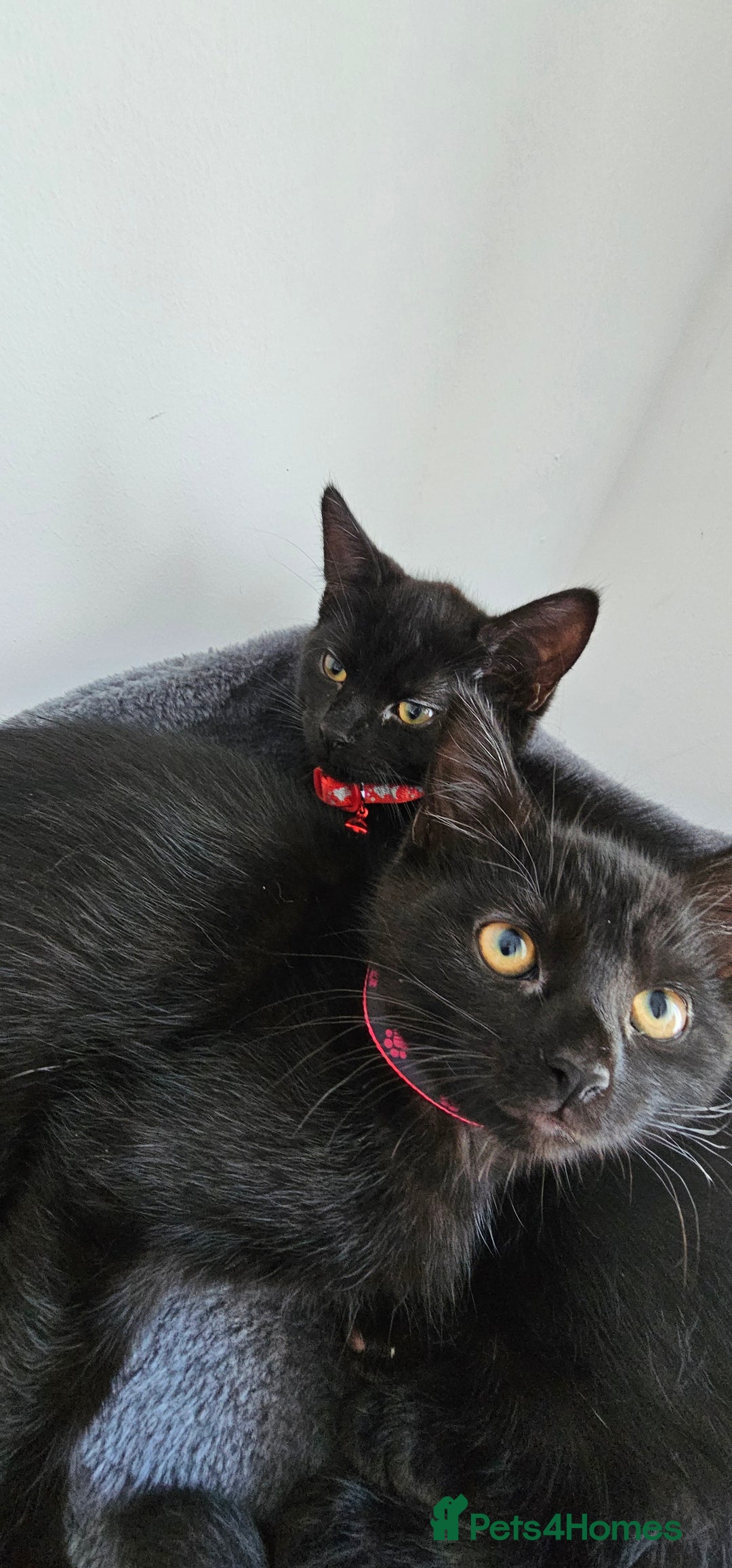 Mixed Breed cats for sale: 2 black famele kittens  - Image 1