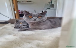 British Shorthair cats for sale: British shorthair & Scotish fold  - Advert 1