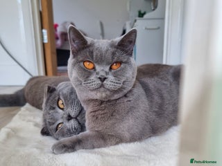 British Shorthair cats British shorthair & Scotish fold - Advert 1