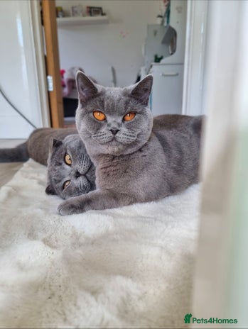 British Shorthair cats British shorthair & Scotish fold - Advert 1