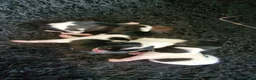 Jack Russell dogs for sale: Jack Russell puppies  - Advert 3