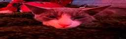 British Shorthair cats for sale: Oliver - Gorgeous Grey and White Male for sale  - Advert 6