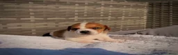 Jack Russell dogs for sale: Jack russell  - Advert 8
