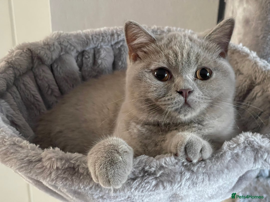 British Shorthair cats for sale: LILAC BRITISH SHORTHAIR FEMALE  GCCF ACTIVE - Image 4
