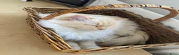 Ragdoll cats for sale: Stunning Flamepoint Ragdoll Queen - Advert 3