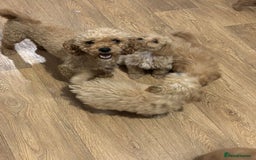 Cavapoo dogs for sale: F1b toy cavapoos  - Image 9