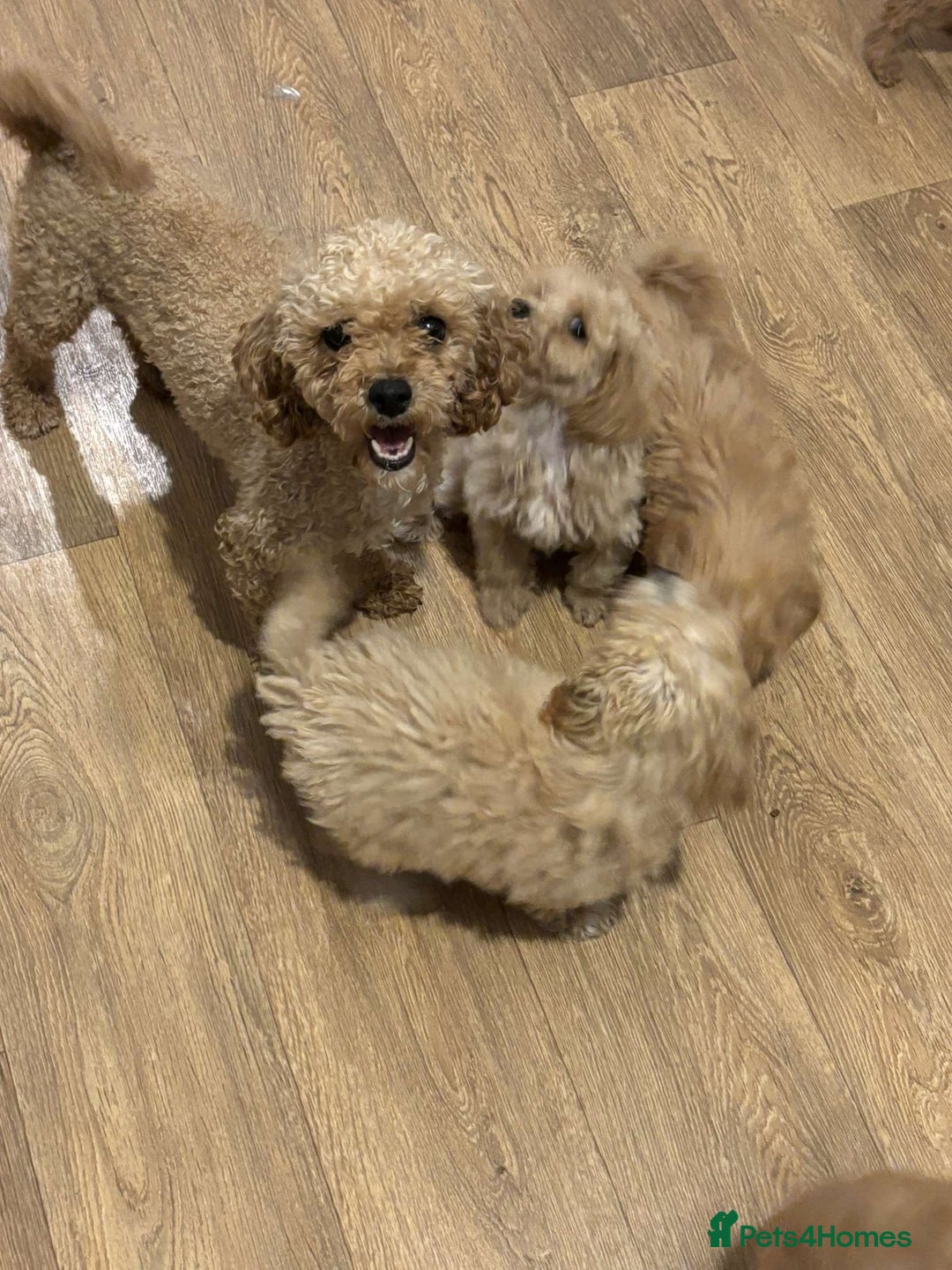 Cavapoo dogs for sale: F1b toy cavapoos  - Image 9