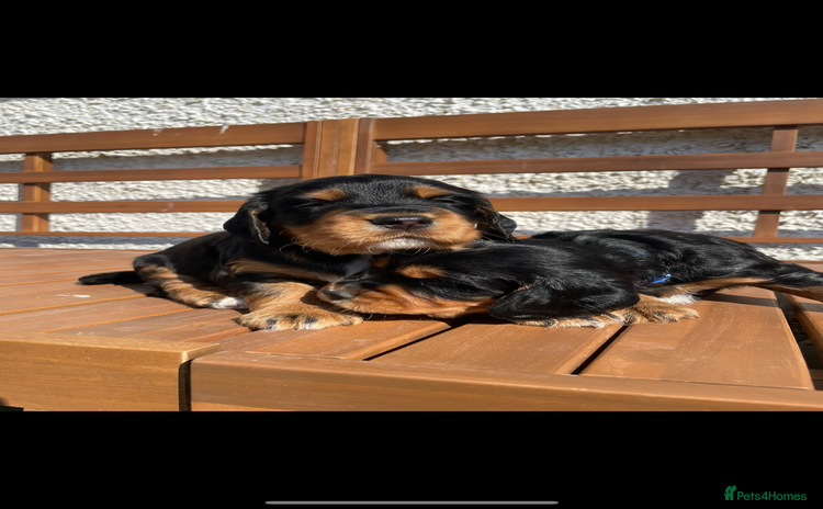 Cocker Spaniel dogs for sale - Advert 1