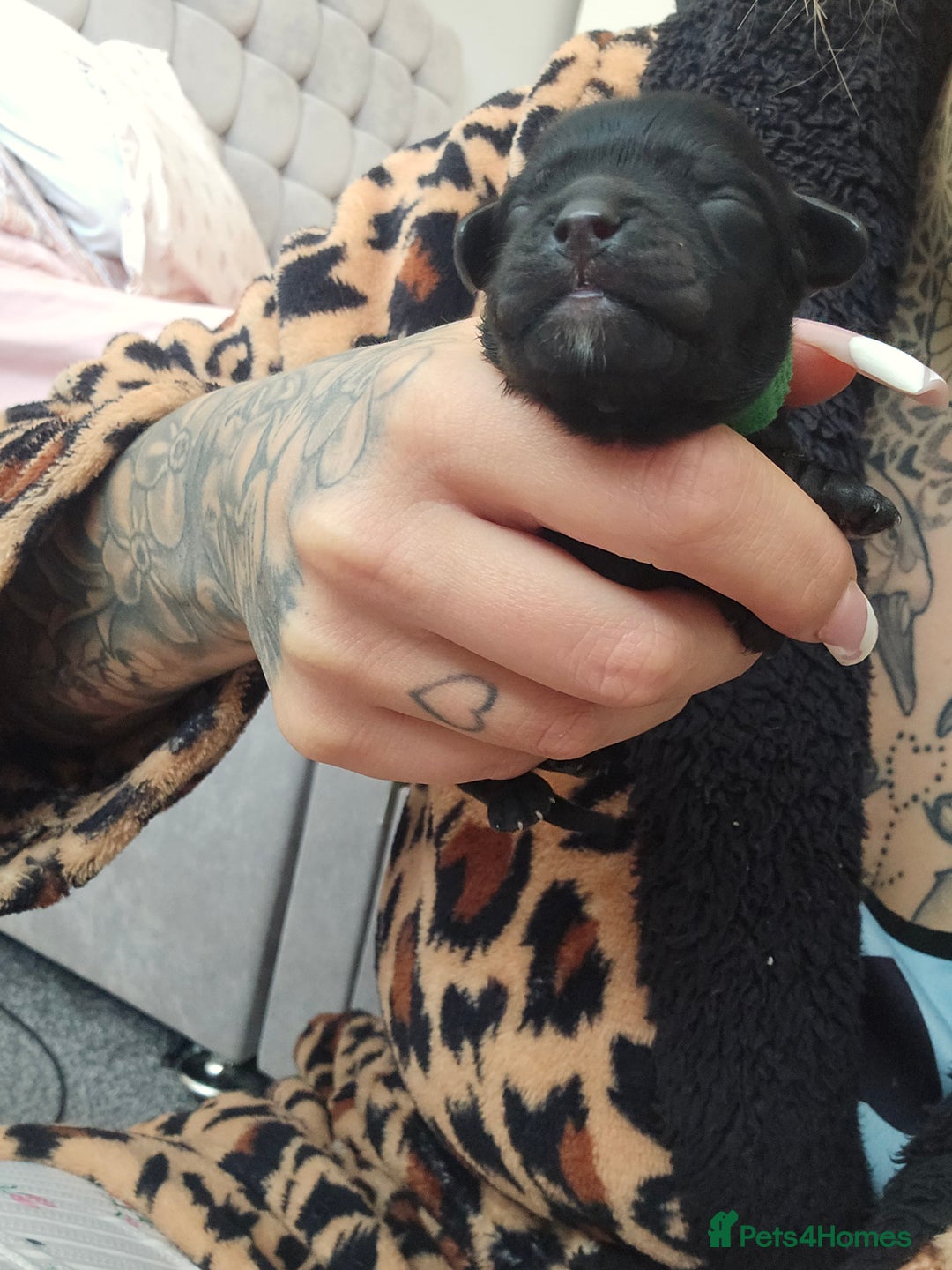 Cockapoo dogs for sale: American Cockapoo Puppies - Image 19