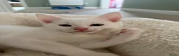 Domestic Shorthair cats for sale: White Male READY TO LEAVE - Advert 3