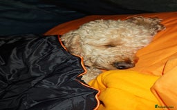 Miniature Poodle dogs for stud: BVA ✅ KC ✅Red ✅Poodle 13” in Pickering - Image 8