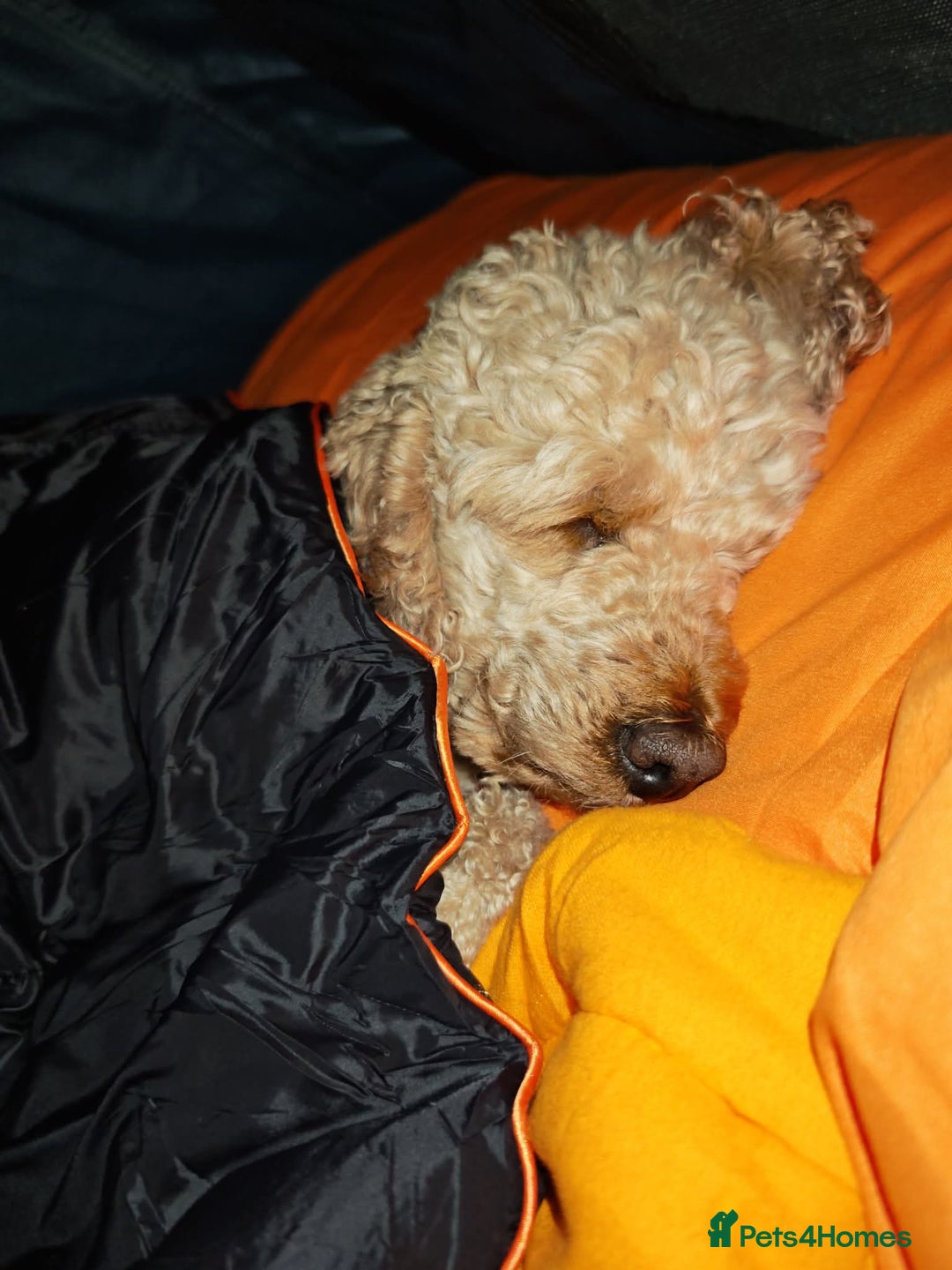 Miniature Poodle dogs for stud: BVA ✅ KC ✅Red ✅Poodle 13” in Pickering - Image 8