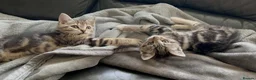 Mixed Breed cats for sale: Mixed breed kittens  - Advert 7