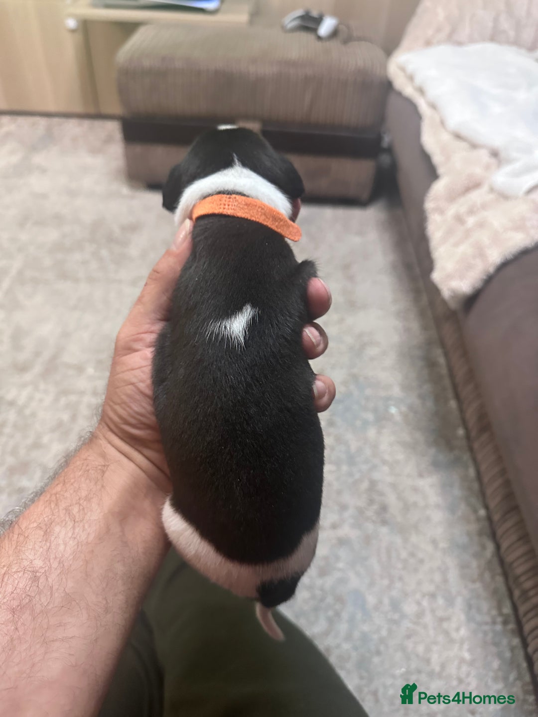 Whippet dogs for sale: Rare colours full pedigree KC Reg whippet pups  - Image 18