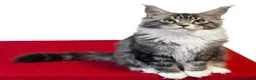 Maine Coon cats for sale: 👑 MajestiPaws: The Heritage Litter 🐾 - Advert 10