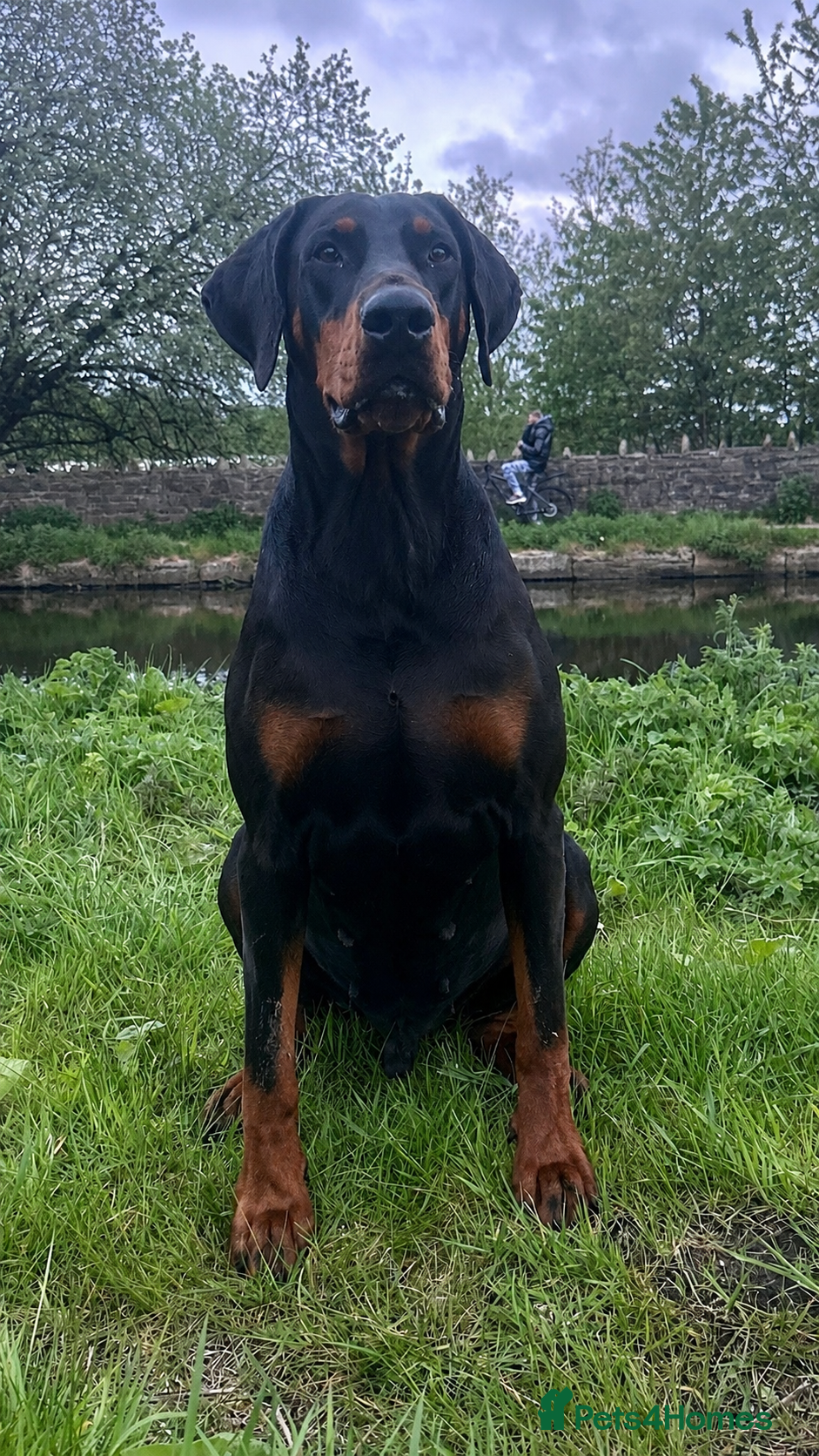 Dobermann dogs Health tested European puppies  - Advert 1