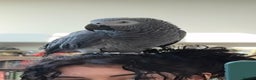 Parrots birds for sale: Coco the Fully tame African grey  - Advert 3