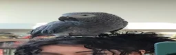 Parrots birds for sale: Coco the Fully tame African grey  - Advert 3
