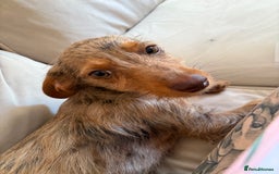 Mixed Breed dogs for sale: 2 lovely Daschund pups for sale. - Image 4