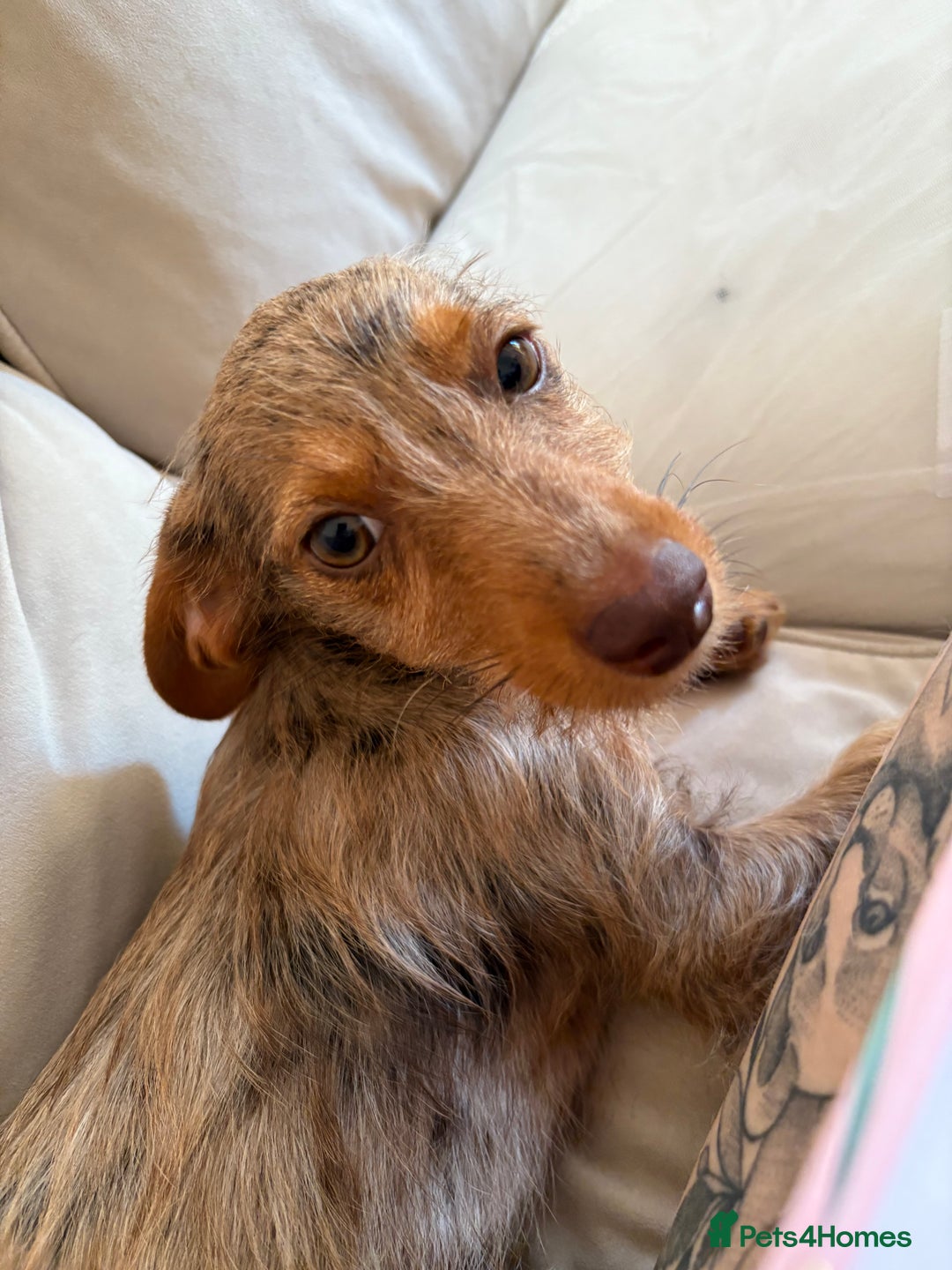 Mixed Breed dogs for sale: 2 lovely Daschund pups for sale. - Image 4