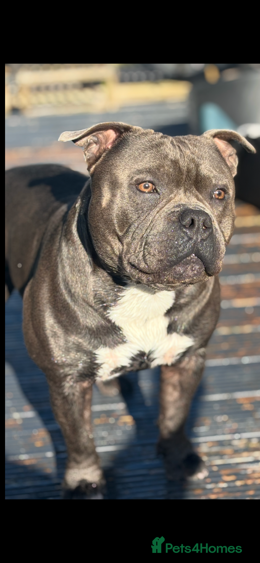 Staffordshire Bull Terrier dogs for stud: Staffordshire Bull Terrier (stud dog) - Advert 6